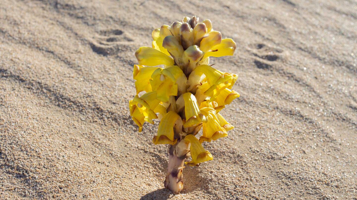 Gelbe Cistanche (Cistanche phelypaea) in der Sandwüste El Jable Gelbe Cistanche (Cistanche phelypaea) in der Sandwüste El Jable