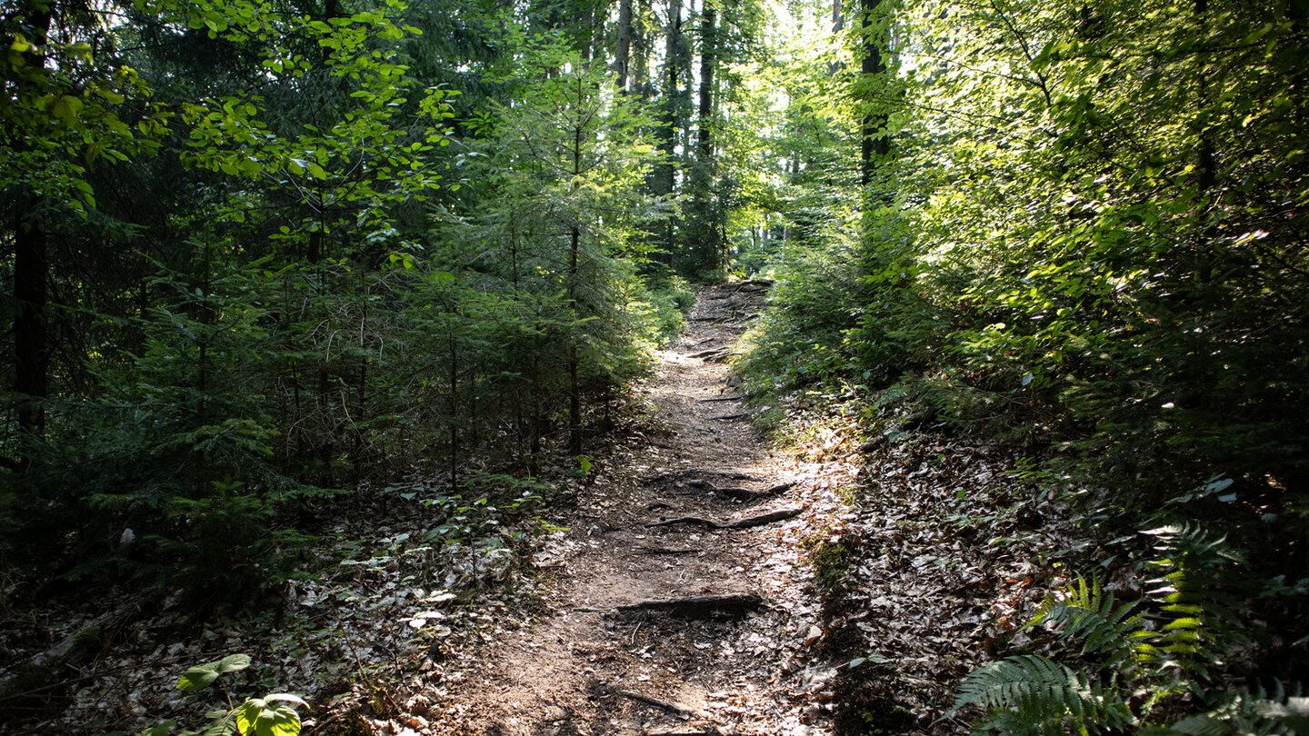Durch Laubwald schlängelt sich der Pfad hinauf auf den Dickenberg.