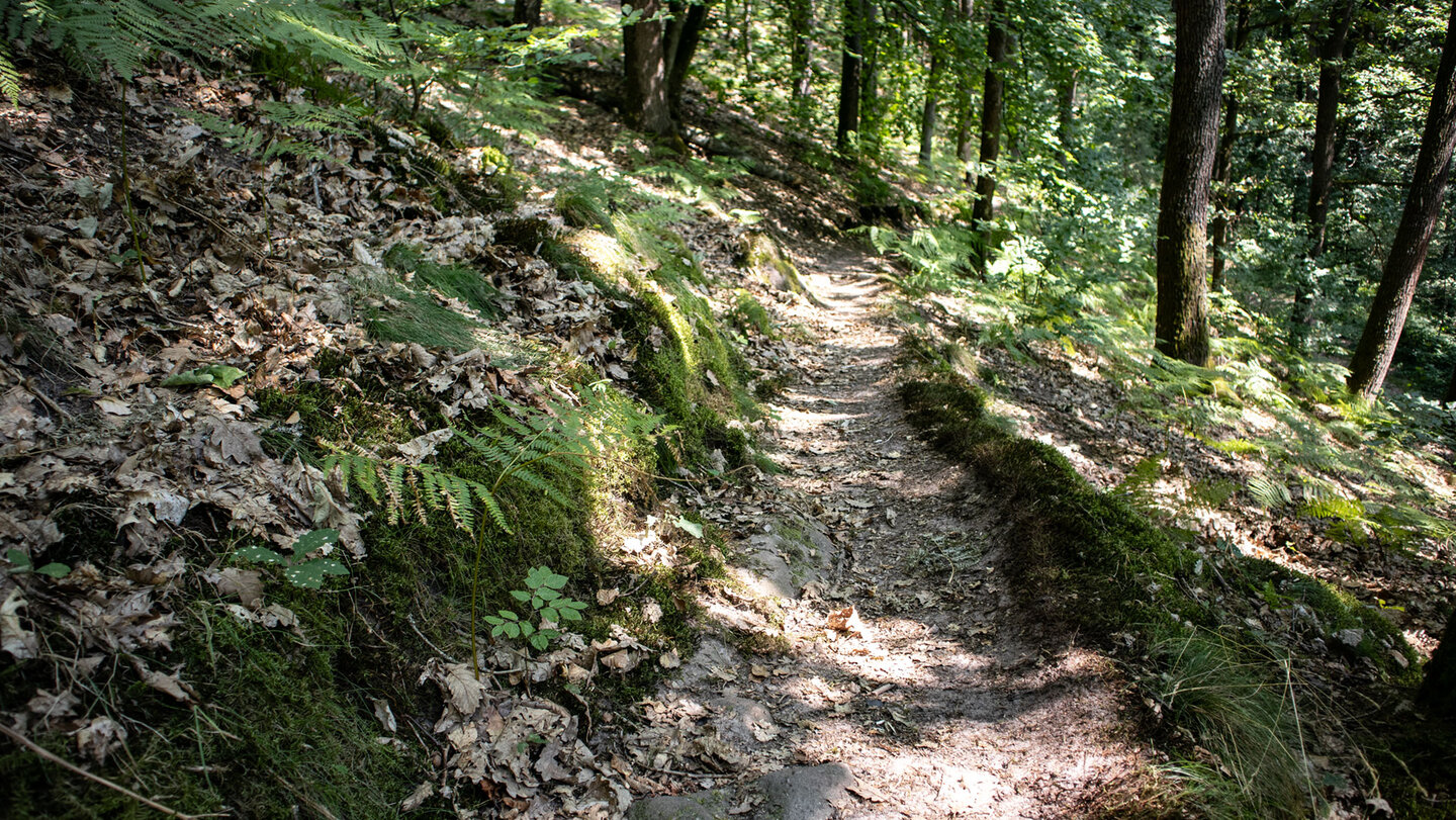 Der Waldpfad verläuft sanft bergab am Hang des Dickenbergs.