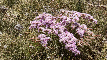 der seltene rosa blühende Strandflieder