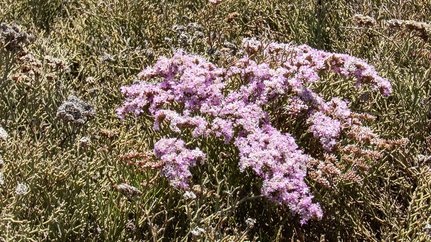 der seltene rosa blühende Strandflieder