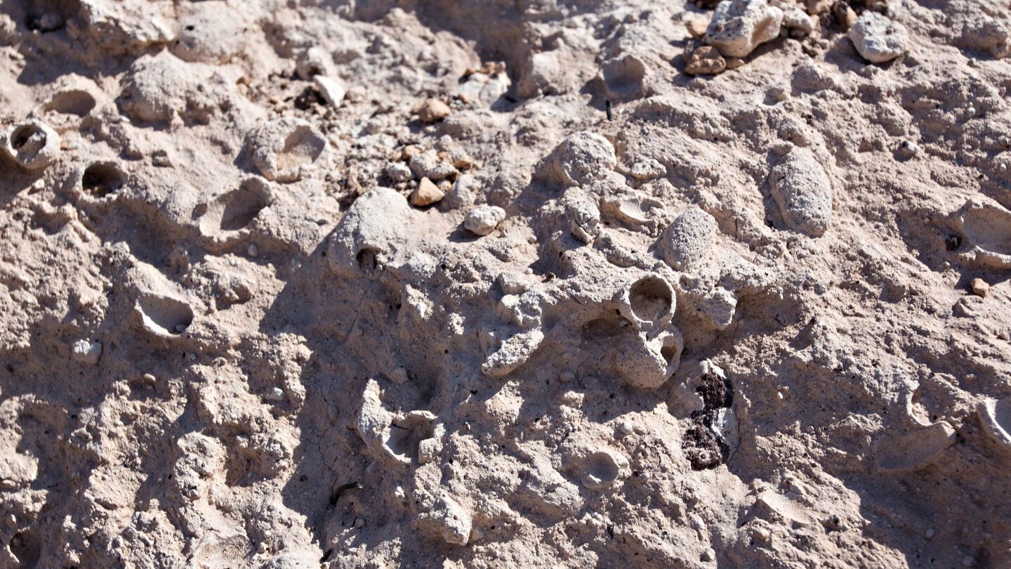 unterwegs findet man am Wanderweg zum Pico Redondo fossile Brutzellen einer ausgestorbe­nen Pelzbienenart