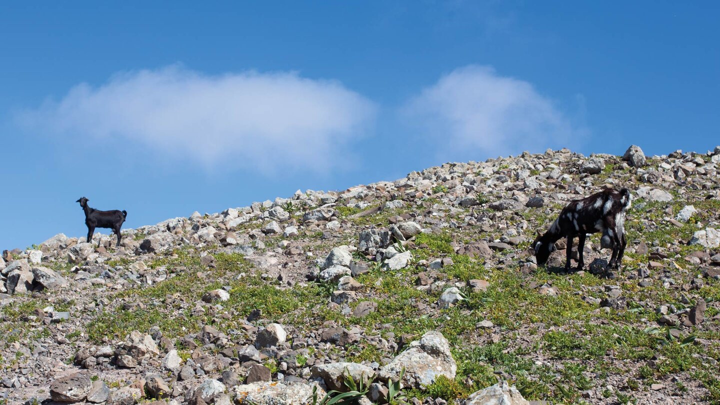 Ziegen am Bergpass Degollada del Portugués