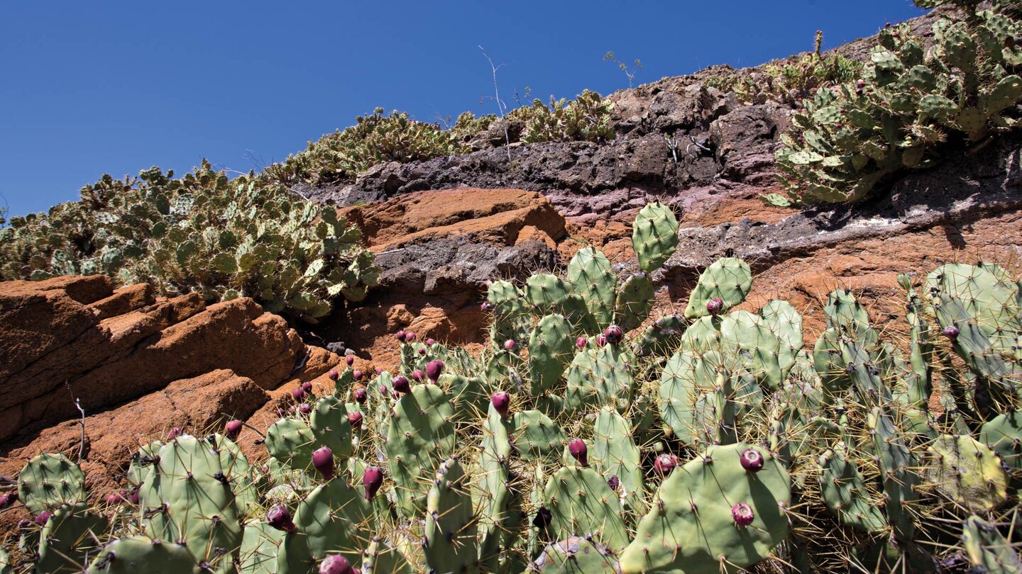 Farbenpracht der Gesteins­schichten an der Flanke des Pico Redondo