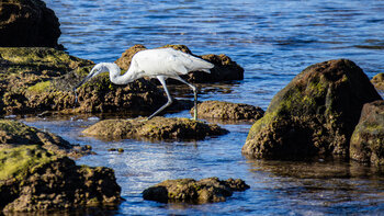 Löffelreiher an der Küste vor Punta Paloma