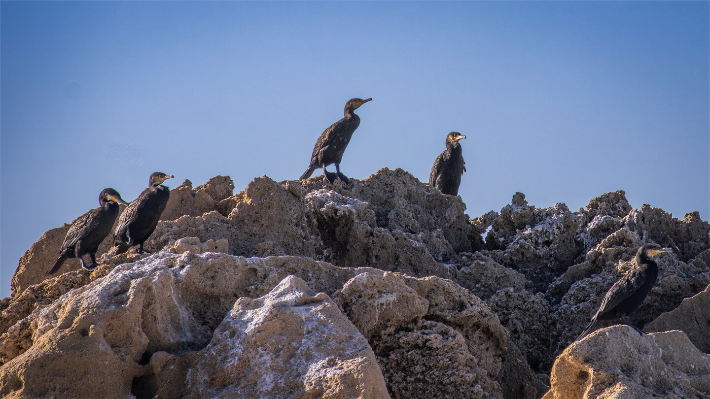Kormorane rasten auf einer Felsformation