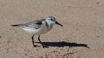 neugieriger Sanderling am Strand
