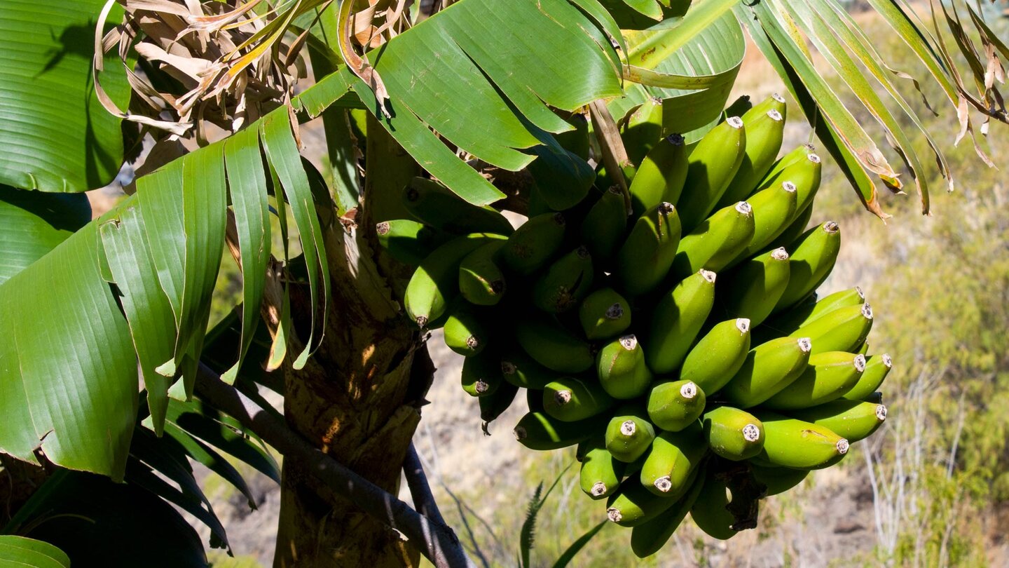 auf dem Weg zur Playa del Trigo wandert man auch an Bananenpflanzen vorbei