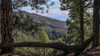 Ausblick über Kiefernwald und Weinberge