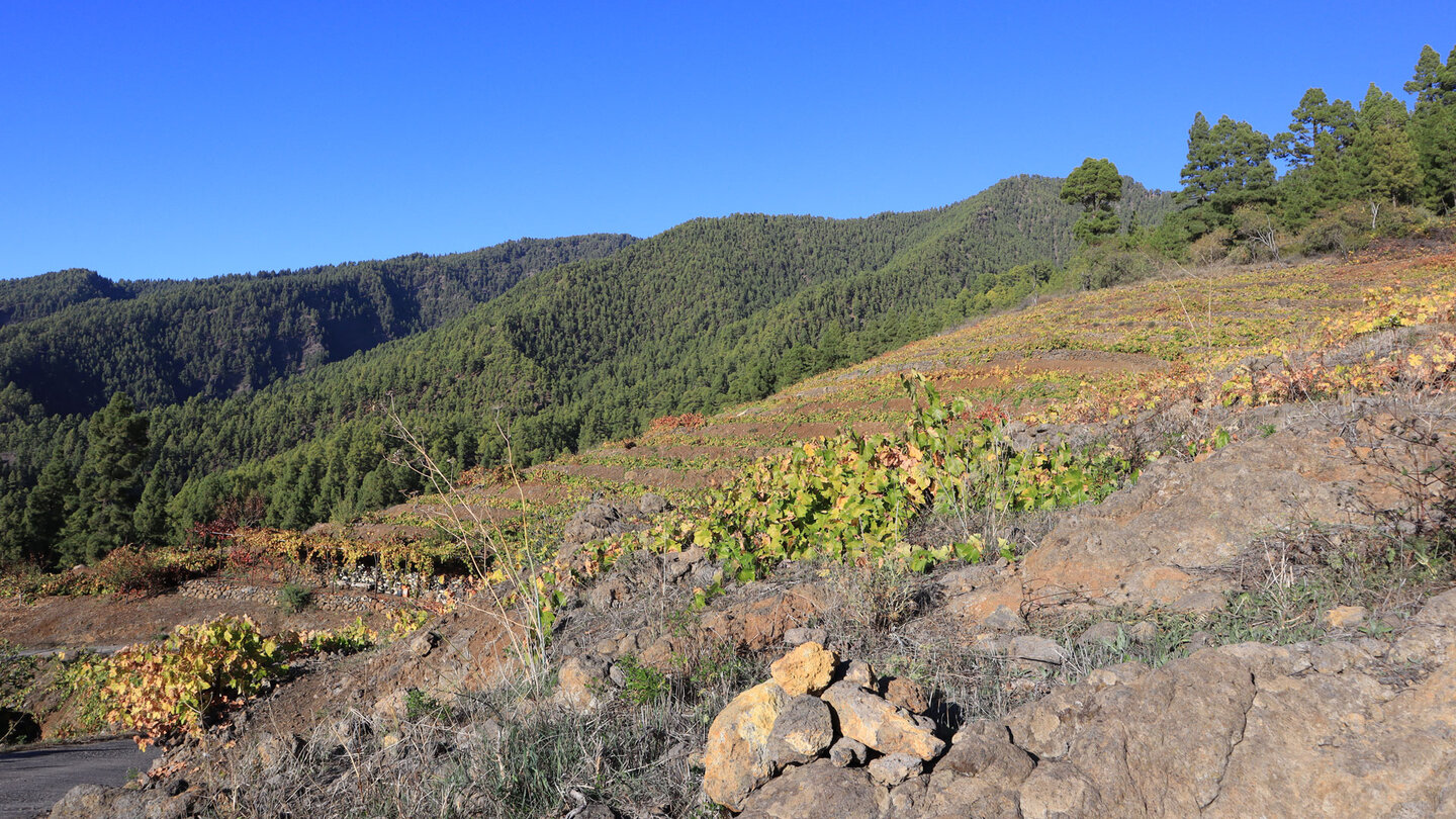 Abwanderung durch Weinberge am SL-LP 71