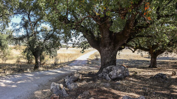 Steineichen am Wanderweg