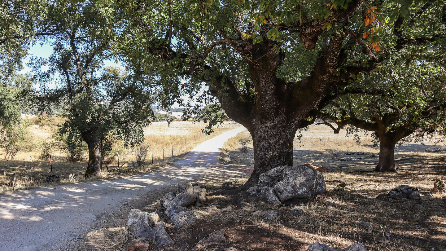 Steineichen am Wanderweg