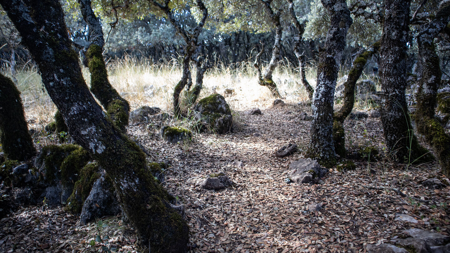 Wanderpfad durch Steineichenwälder