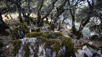 bemooste Felsen im Steineichenhain
