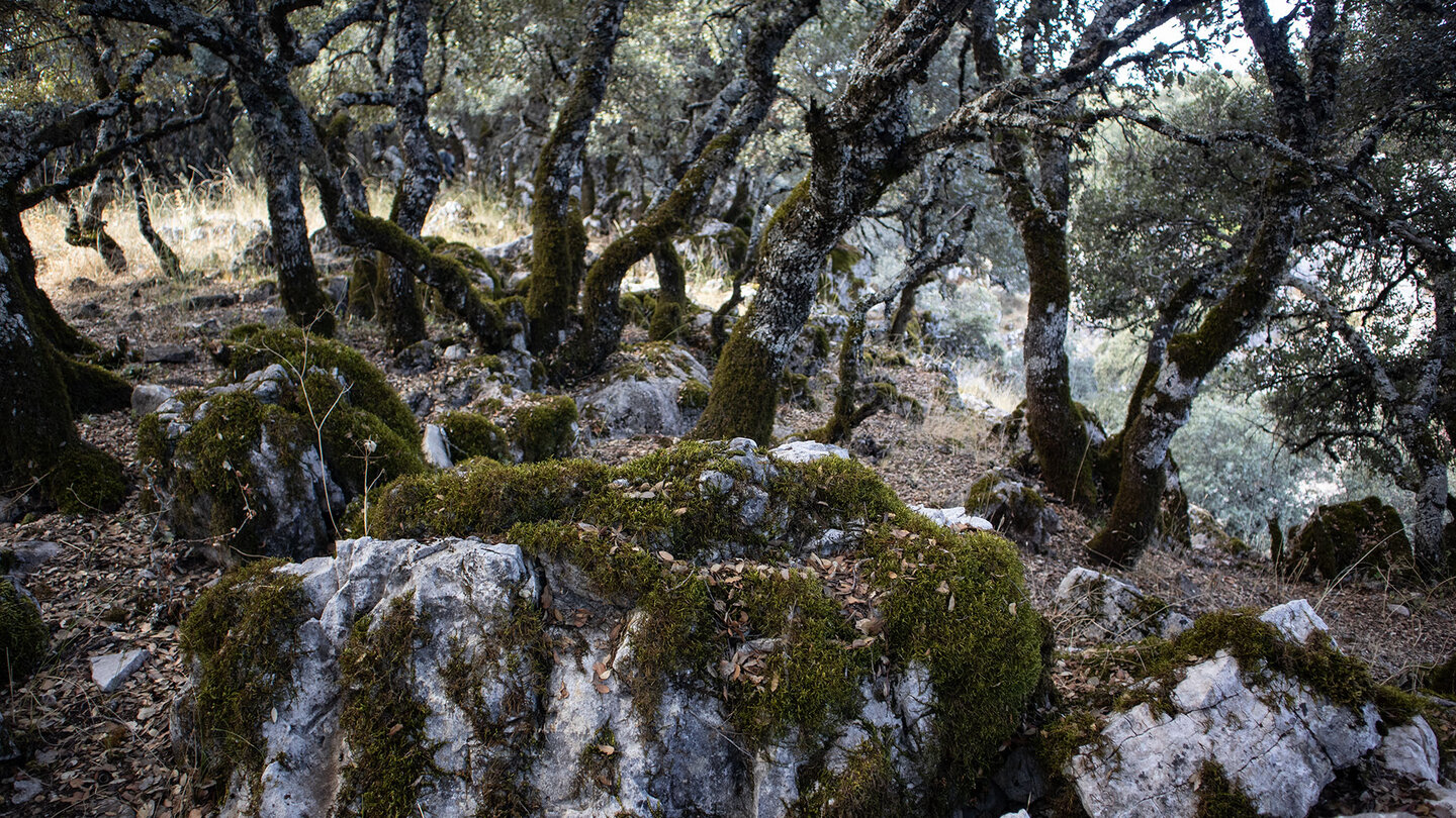 bemooste Felsen im Steineichenhain