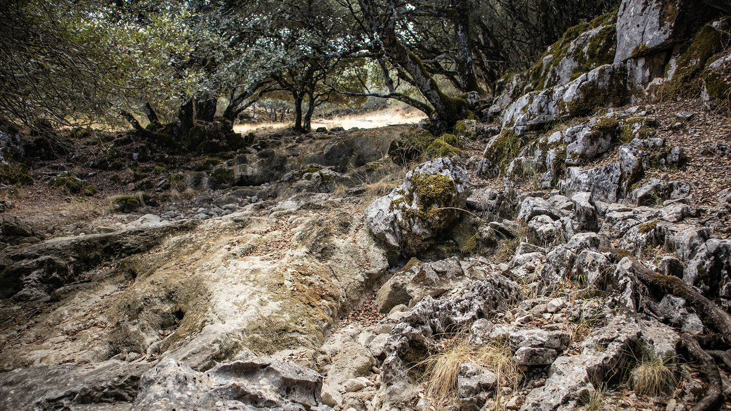 rockenbachlauf des Arroyo de la Fuenseca