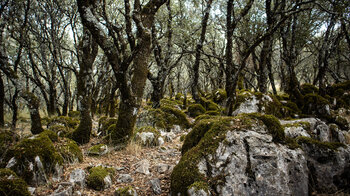 Wanderweg durch Eichenwälder