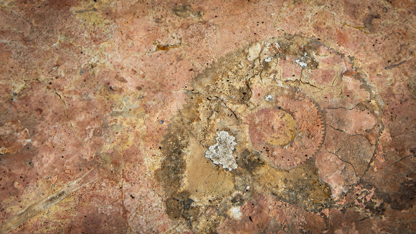 Ammoniten im Geopark Sierras Subbéticas
