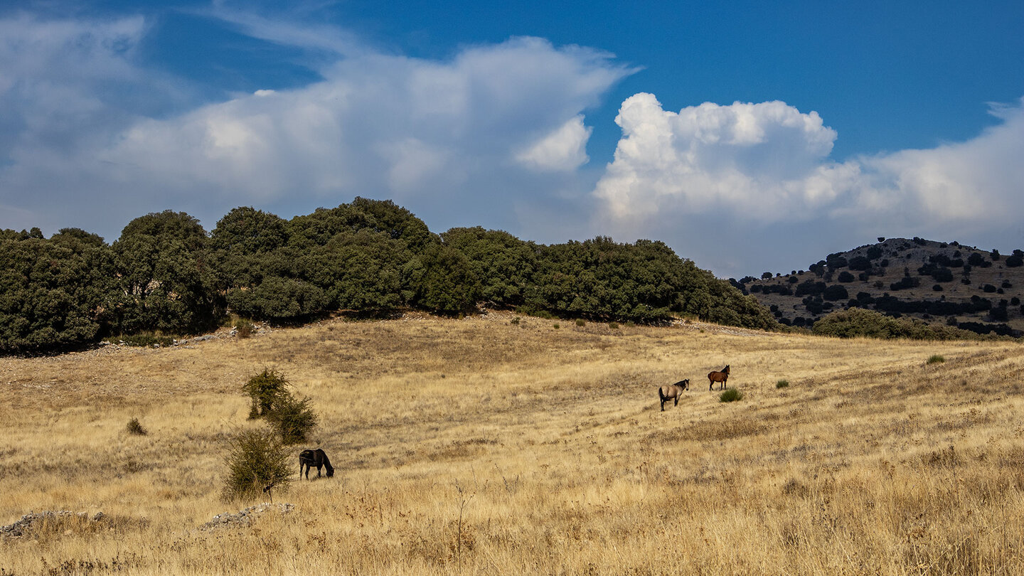 frei weidende Pferde in der Wiesenlandschaft
