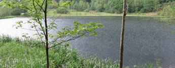 idyllisch im Wald liegt der Sankenbachsee