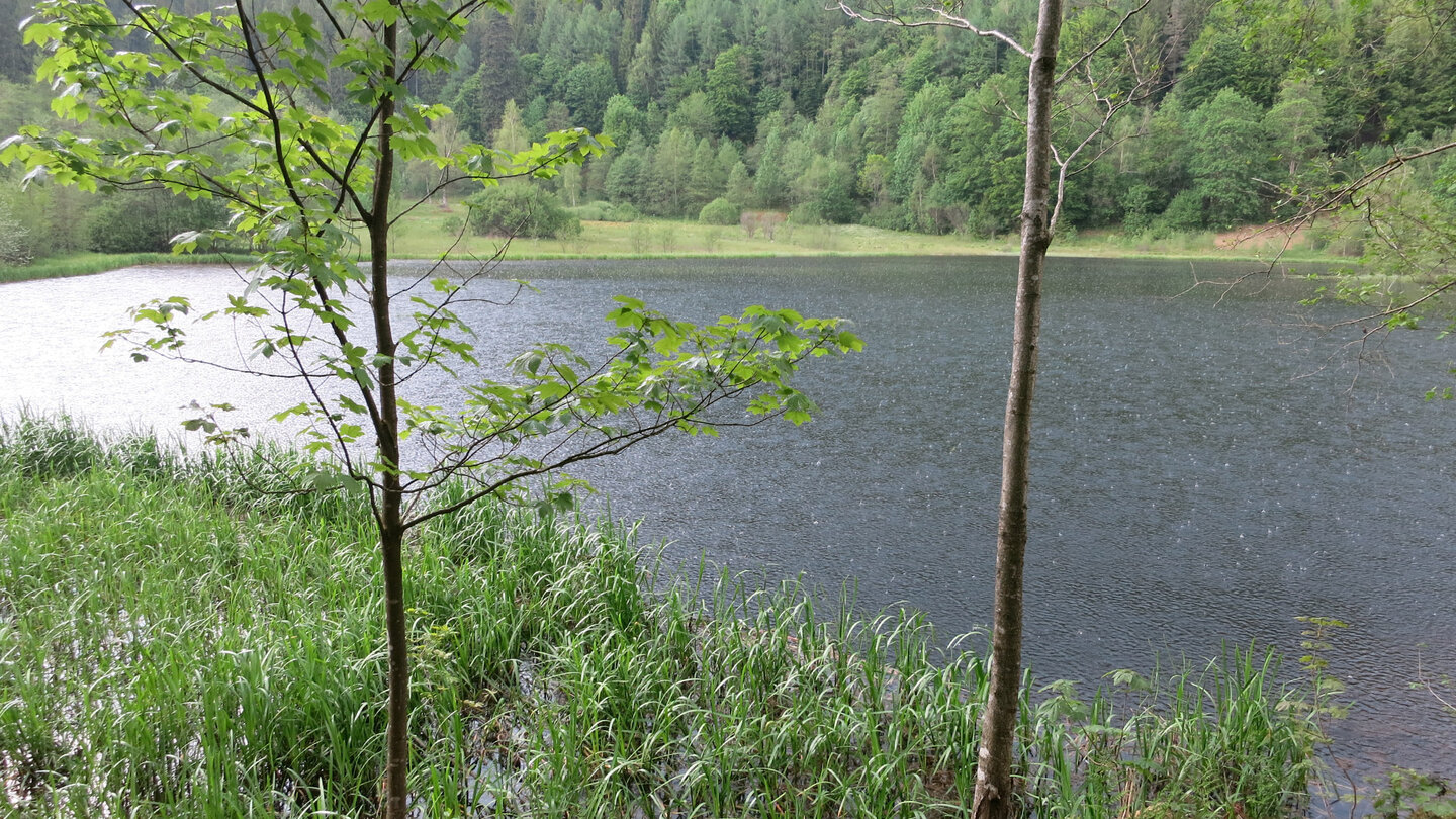 idyllisch im Wald liegt der Sankenbachsee