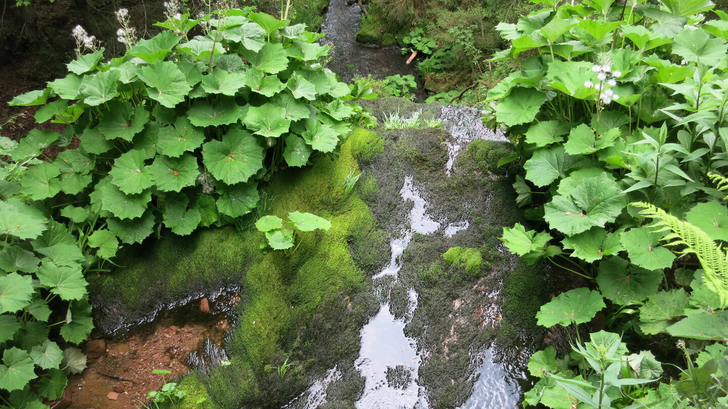 Pestwurz und Moose säumen die Wasserläufe am Sankenbachwasserfall