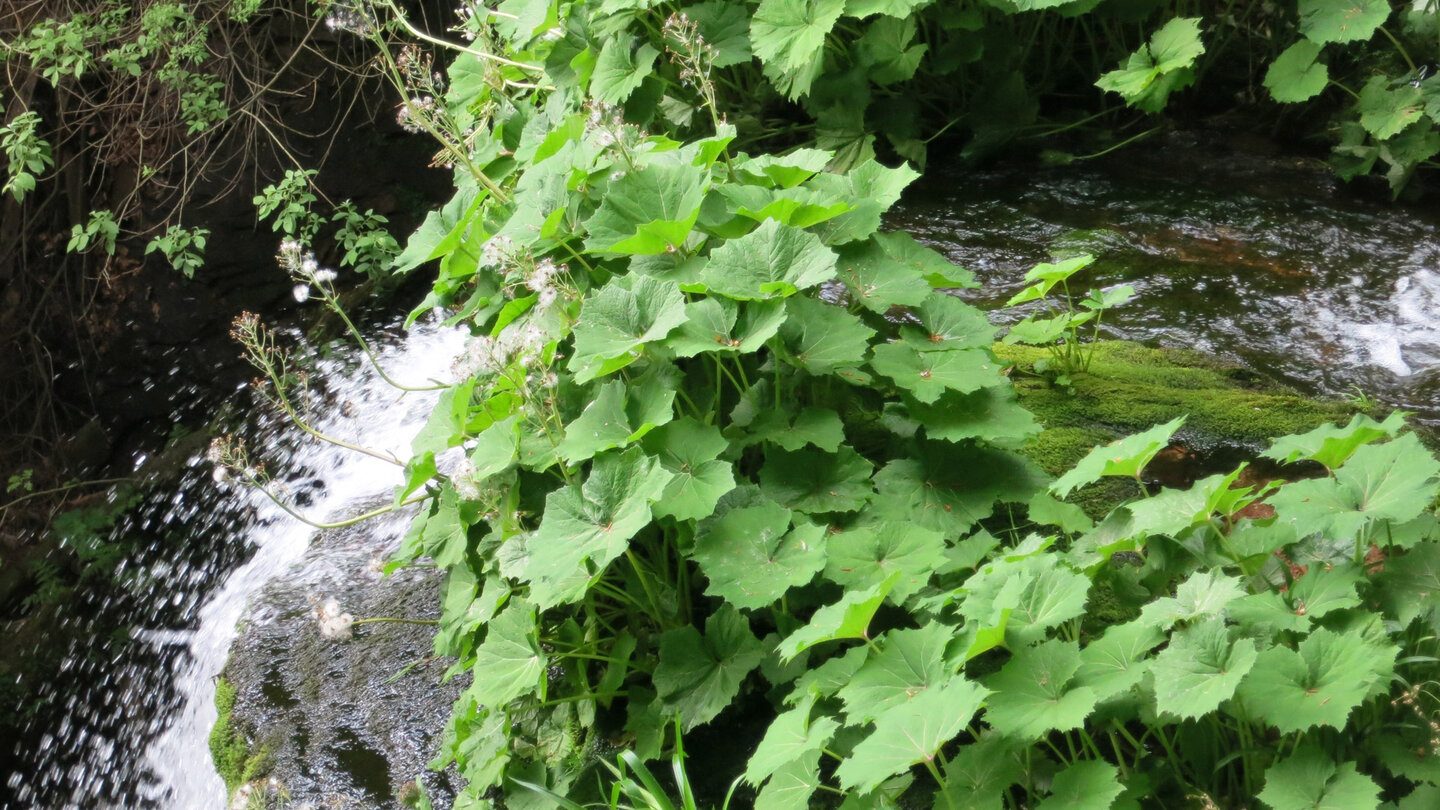 spielerischer Lauf des Wassers am Sankenbachwasserfall spielerischer Lauf des Wassers am Sankenbachwasserfall