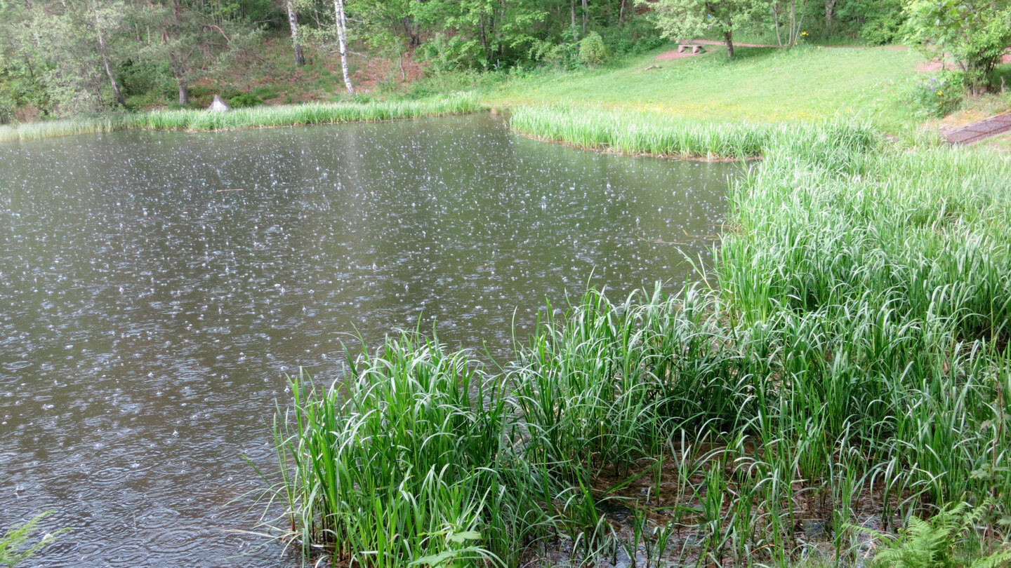 Ufervegetation am Sankenbachsee