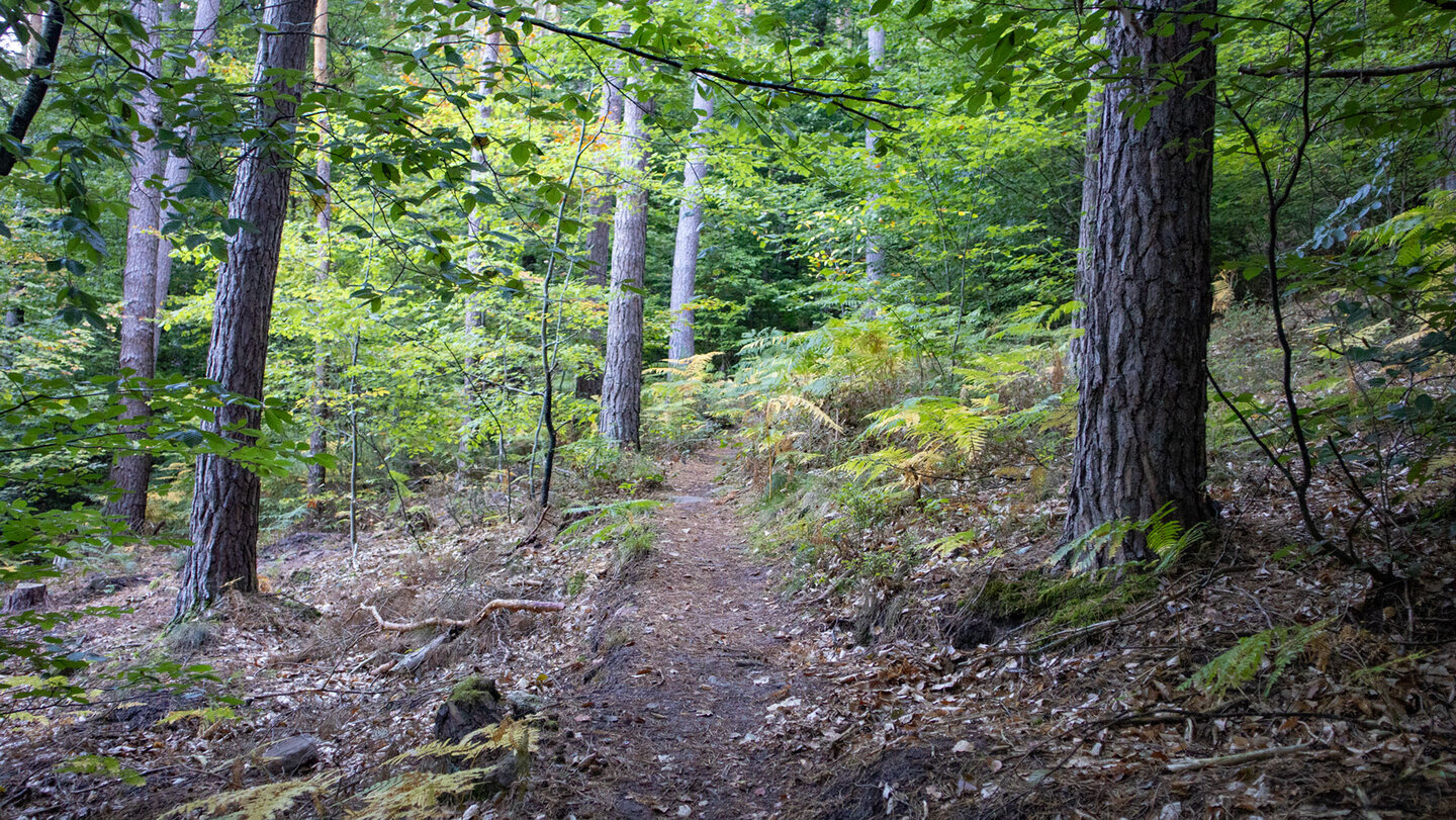 Schmaler Wanderpfad durch lichten Mischwald mit Farnen auf der Hans-Trapp-Tour im Pfälzerwald.