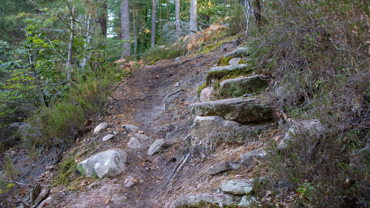 Naturbelassener Waldpfad mit Sandsteinfelsen am Grünberg auf der Hans-Trapp-Tour im Wasgau.