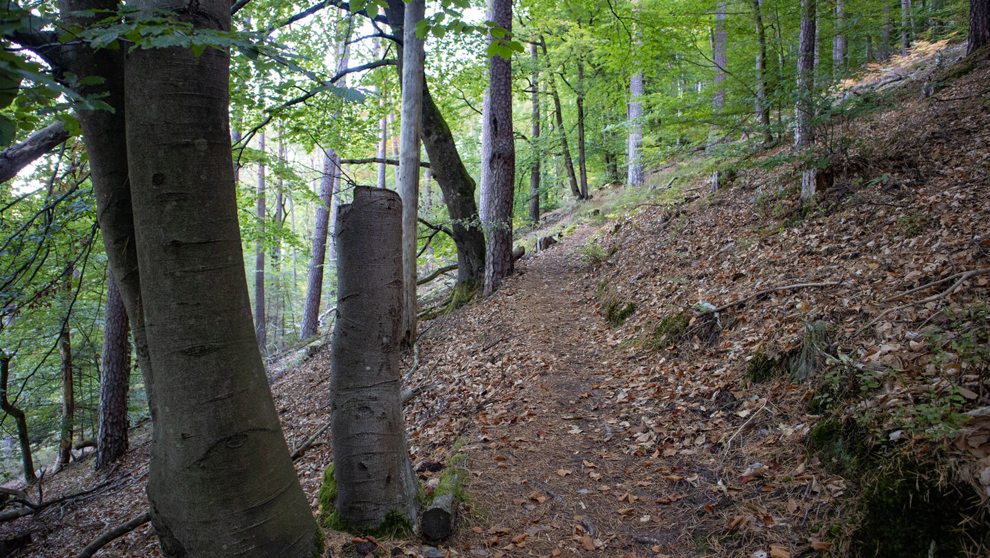 Hangpfad mit Laubbedeckung durch Buchen- und Kiefernwald auf der Hans-Trapp-Tour bei Erlenbach.
