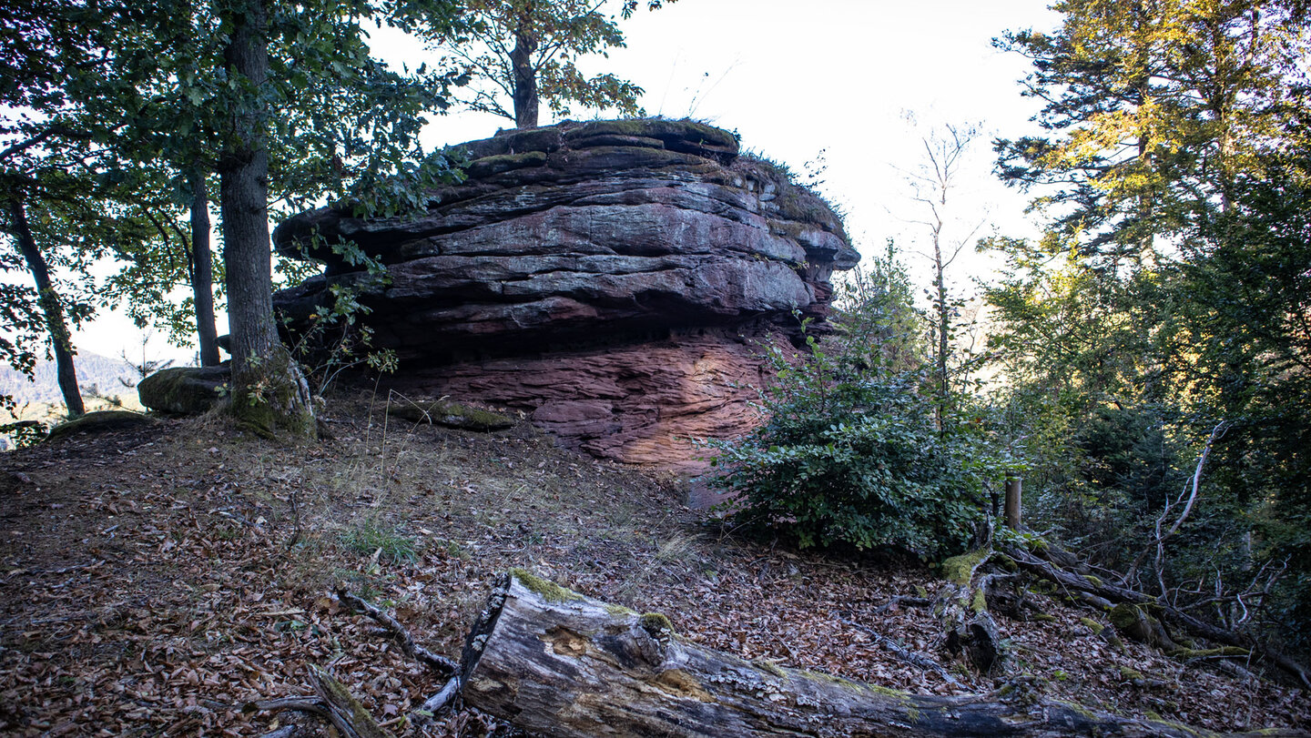 Geschichteter roter Sandsteinfels des Schniddelfelsens, umgeben von Herbstwald, Pfälzerwald.