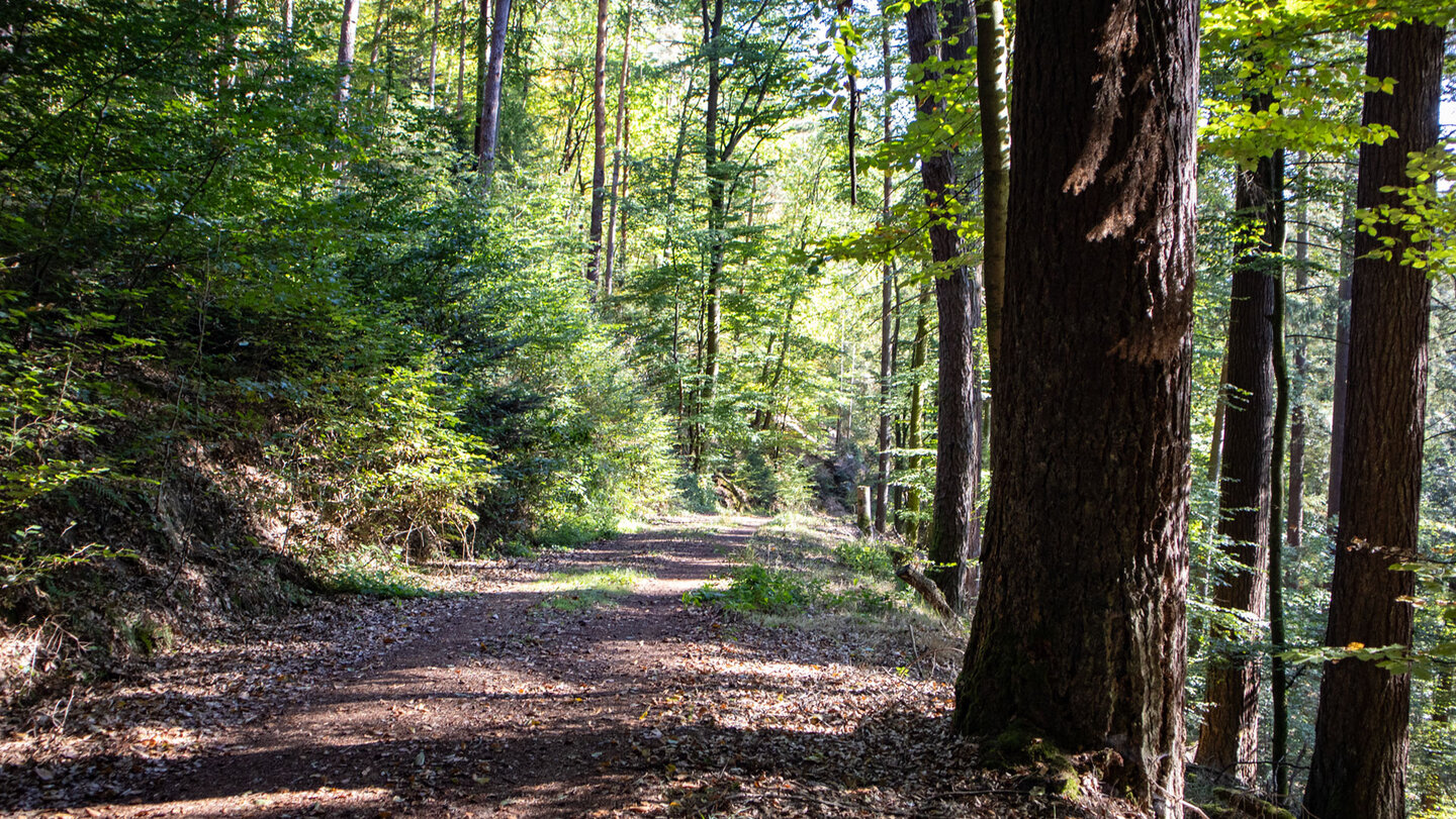 Breiter Forstweg durch lichten Mischwald auf dem Abstieg Richtung Lauterschwan, Hans-Trapp-Tour Pfälzerwald.