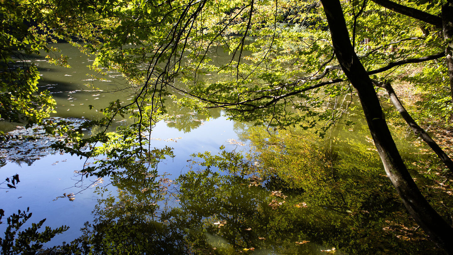 Ruhiger Weiher im Portzbachtal bei Erlenbach, Baumkronen spiegeln sich im Wasser, Dahner Felsenland.