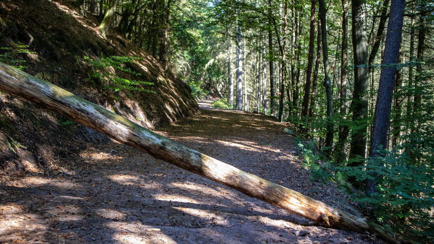 Sonnendurchfluteter Waldweg am Nestelberg bei Erlenbach, Hans-Trapp-Tour Dahner Felsenland.