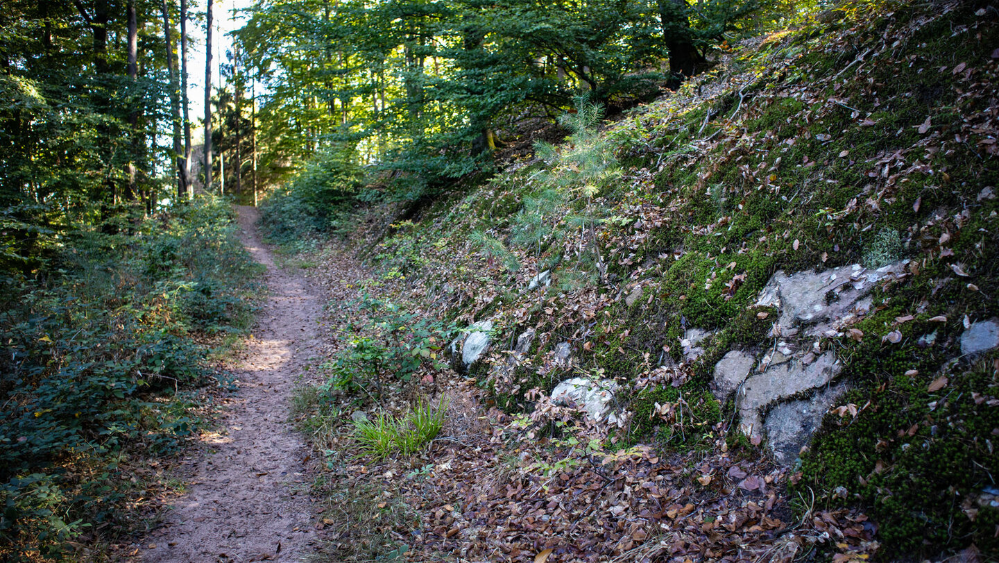 Schmaler Waldpfad mit moosbedecktem Felsriegel auf dem Aufstieg nach Kleinfrankreich, Hans-Trapp-Tour.