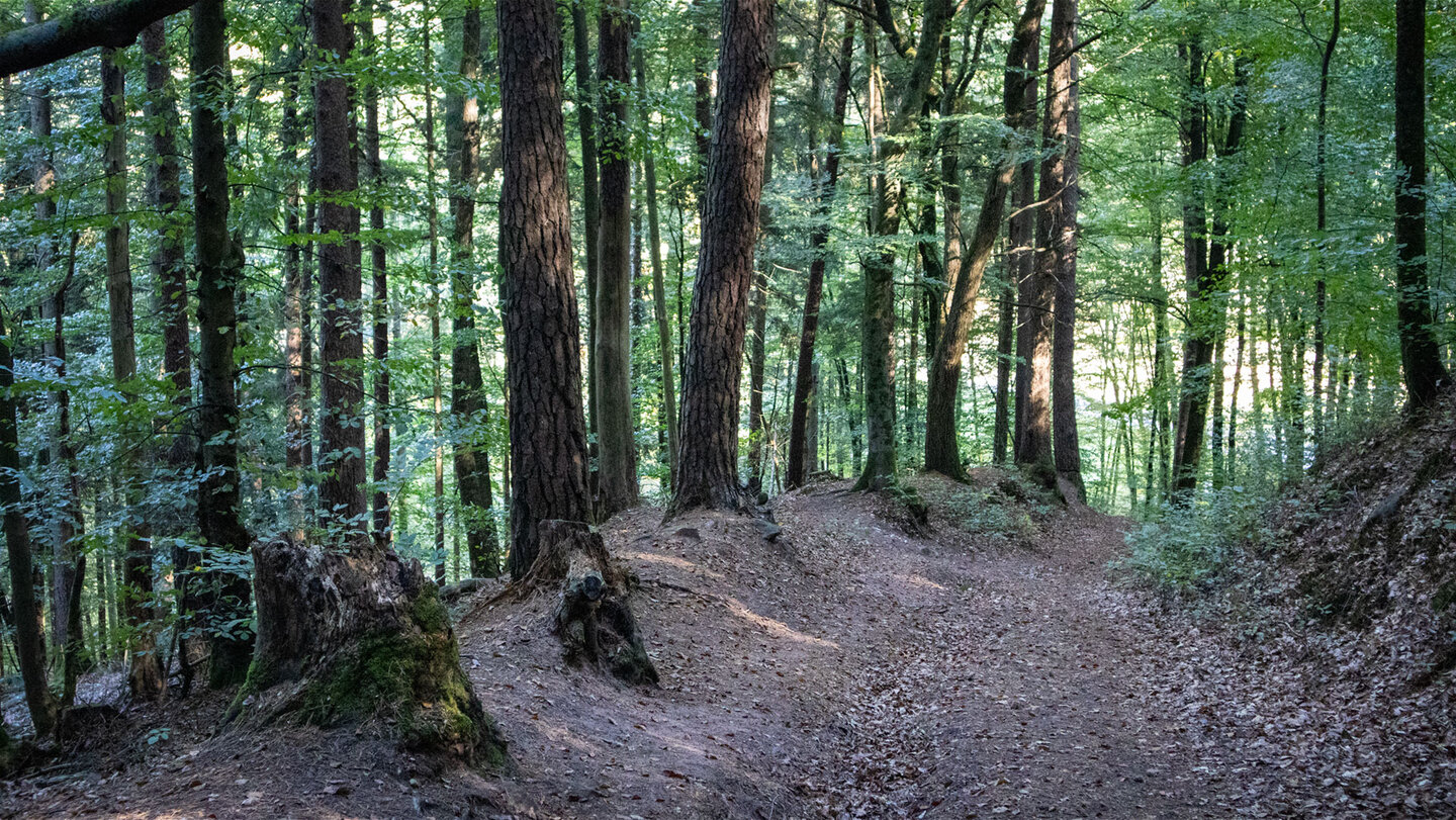 Naturbelassener Abstiegspfad durch Mischwald unterhalb des Wehrturms Kleinfrankreich, Dahner Felsenland.
