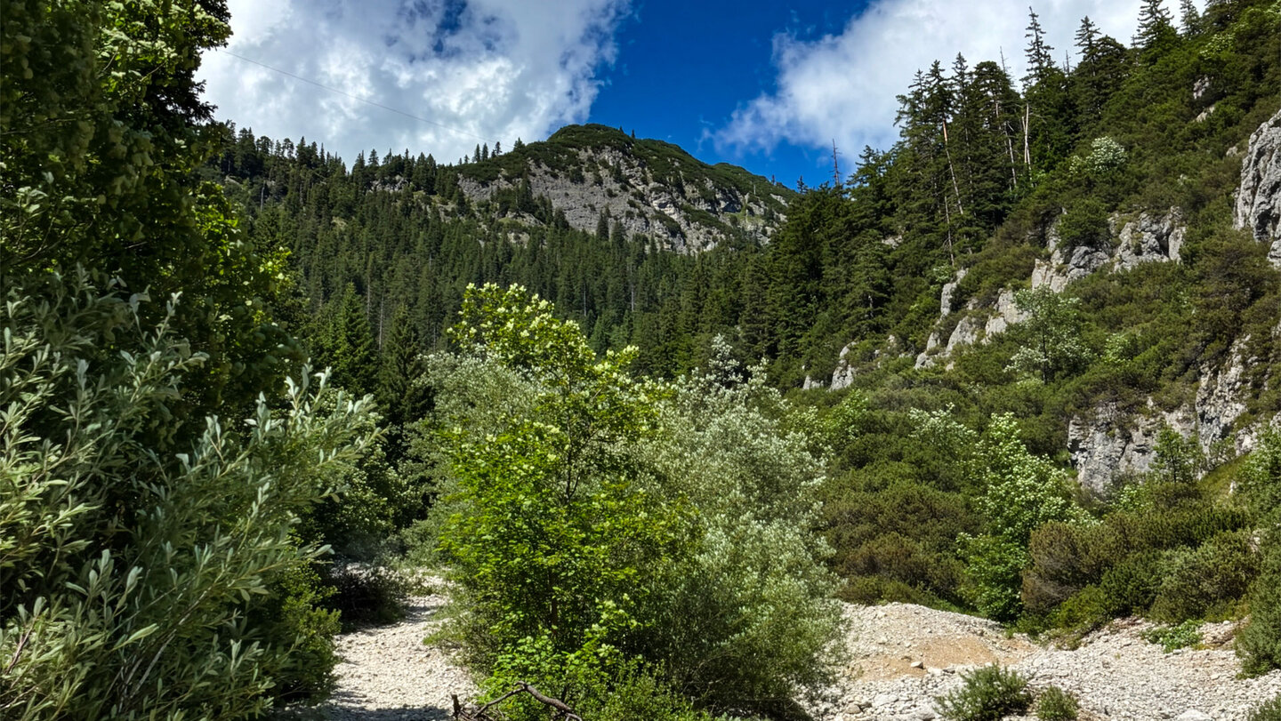 Bergwald und helle Kalkfelsen entlang des Öfenbachs oberhalb von Bachwinkl
