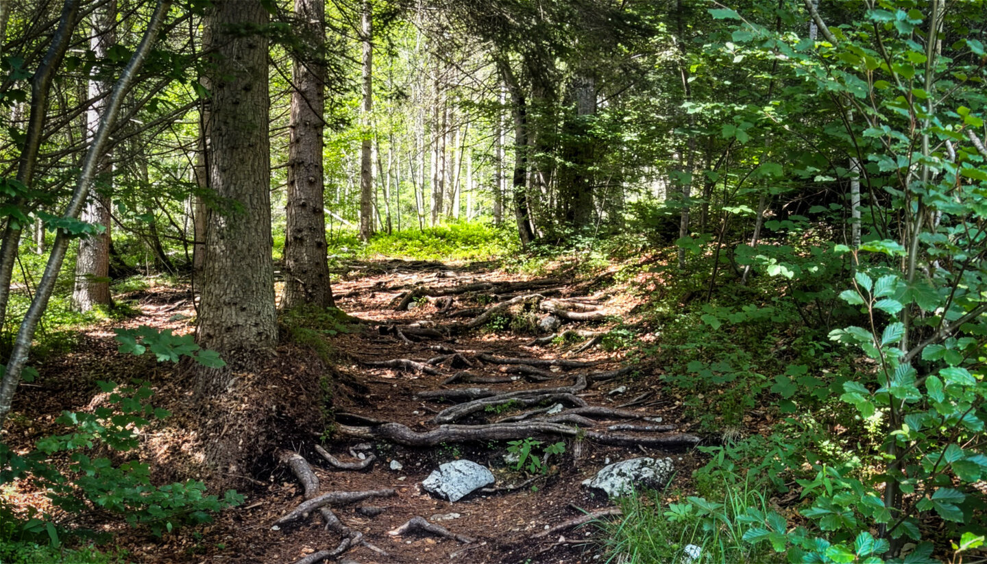 Schmaler Waldpfad mit Baumwurzeln und Kalksteinen oberhalb von Saalfelden