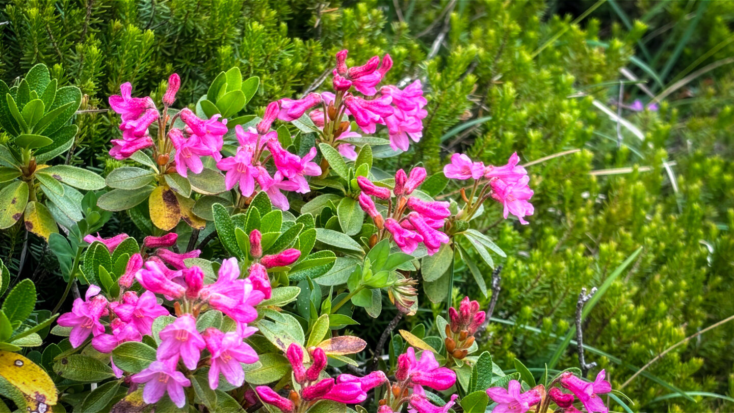 Blühende Alpenrosen am Wanderweg zur Peter-Wiechenthaler-Hütte