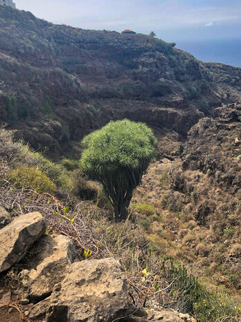 ein Drachenbaum in der Schlucht Barranco de la Luz