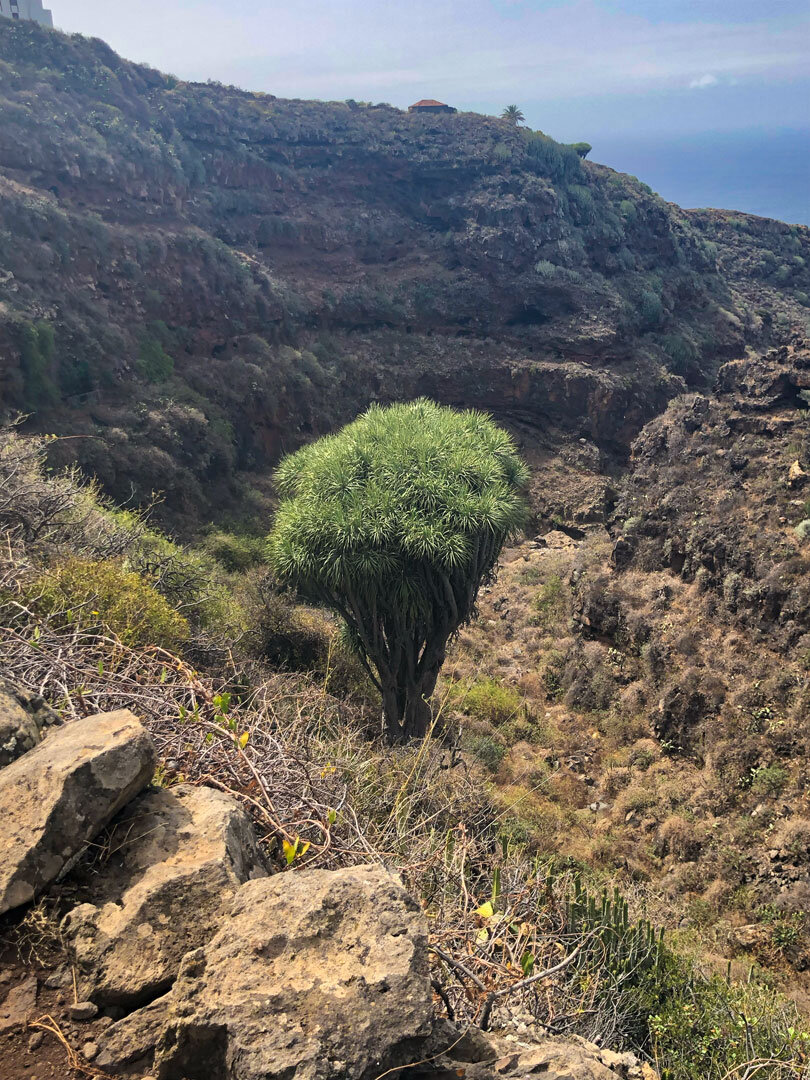 ein Drachenbaum in der Schlucht Barranco de la Luz
