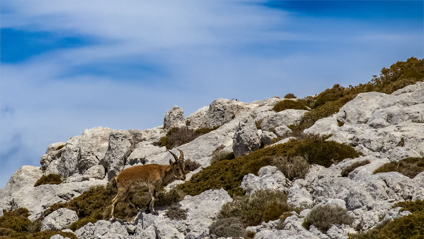 Steinbock in den Felsen des Naturparks Sierra Mágina in Andalusien Steinbock in den Felsen des Naturparks Sierra Mágina
