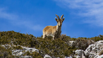 Steinbock im Parque natural de Sierra Mágina