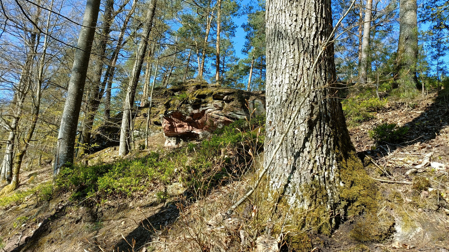Wanderroute entlang des Höhenrückens bei der Ruine Wineck