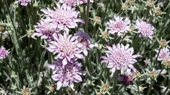 die rosa Blüten des Beharten Federkopf