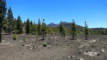 Blick über den Kieferwald auf den Krater des Pico Viejo und den Teide