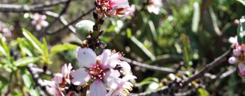 die Mandelblüte bei Santiago del Teide auf Teneriffa