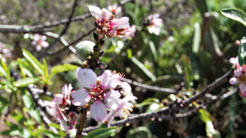 die Mandelblüte bei Santiago del Teide auf Teneriffa