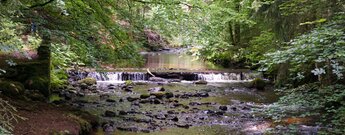 die Kalte Bode fließt durch romantische Waldstücke im Harz